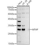 Western Blot - Anti-MTAP Antibody (A12960) - Antibodies.com