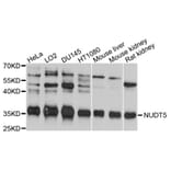 Western Blot - Anti-NUDT5 Antibody (A10493) - Antibodies.com