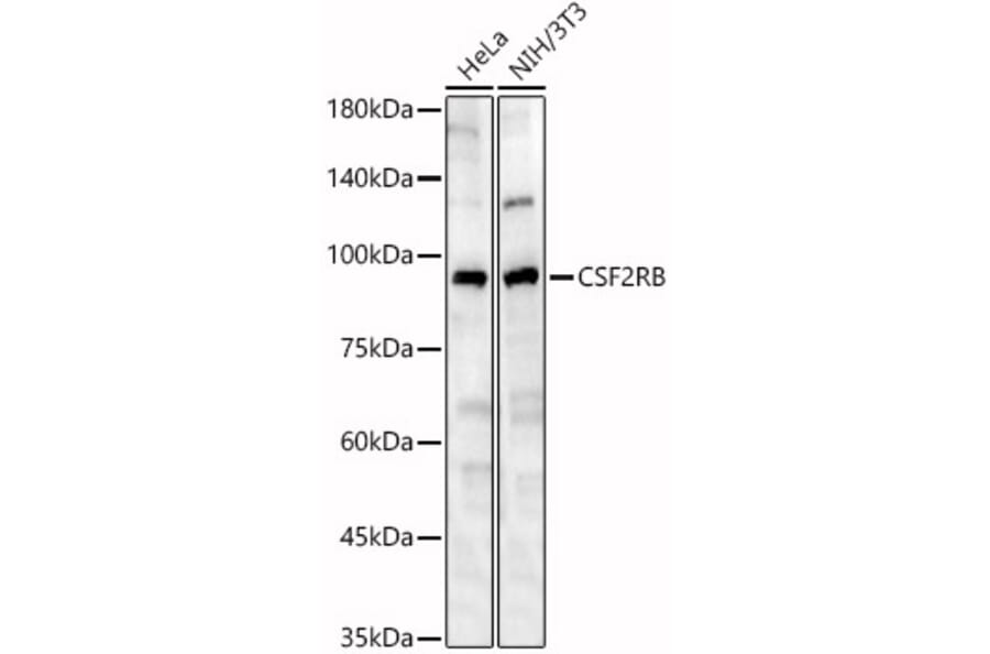 Western Blot - Anti-IL-3RB Antibody (A12966) - Antibodies.com