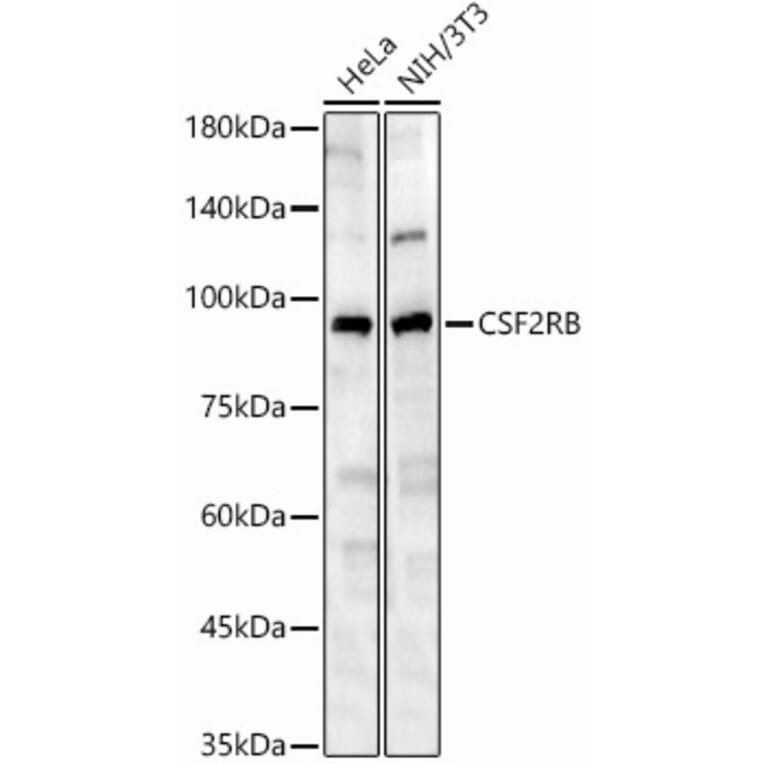Western Blot - Anti-IL-3RB Antibody (A12966) - Antibodies.com