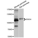 Western Blot - Anti-DSG4 Antibody (A10502) - Antibodies.com