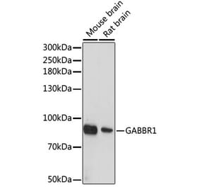 Western Blot - Anti-GABA B Receptor 1 Antibody (A12968) - Antibodies.com