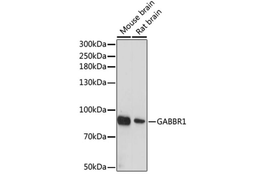 Western Blot - Anti-GABA B Receptor 1 Antibody (A12968) - Antibodies.com