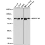 Western Blot - Anti-KREMEN1 Antibody (A12970) - Antibodies.com