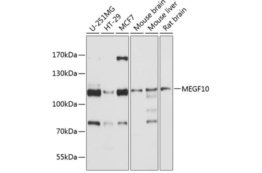 Western Blot - Anti-MEGF10 Antibody (A12971) - Antibodies.com
