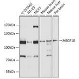 Western Blot - Anti-MEGF10 Antibody (A12971) - Antibodies.com