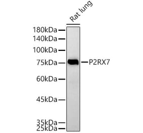 Western Blot - Anti-P2X7 Antibody (A12973) - Antibodies.com