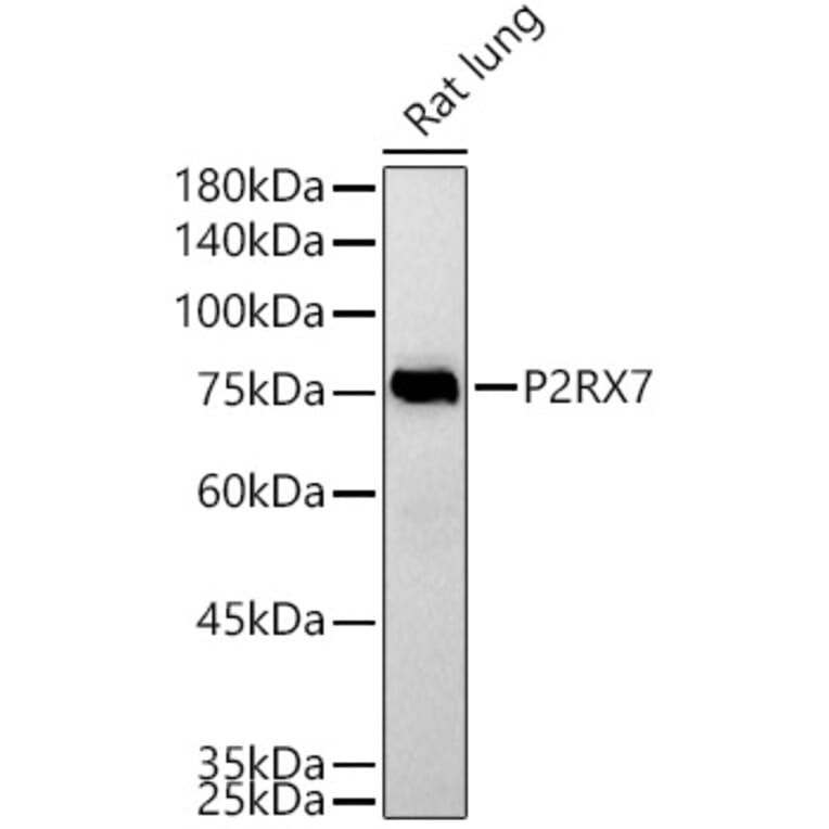 Western Blot - Anti-P2X7 Antibody (A12973) - Antibodies.com