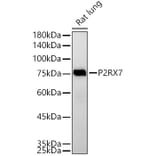 Western Blot - Anti-P2X7 Antibody (A12973) - Antibodies.com