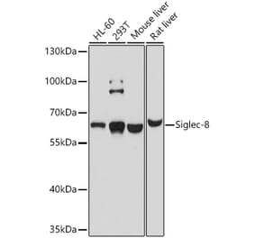 Western Blot - Anti-SIGLEC8 Antibody (A12975) - Antibodies.com