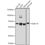 Western Blot - Anti-SIGLEC8 Antibody (A12975) - Antibodies.com