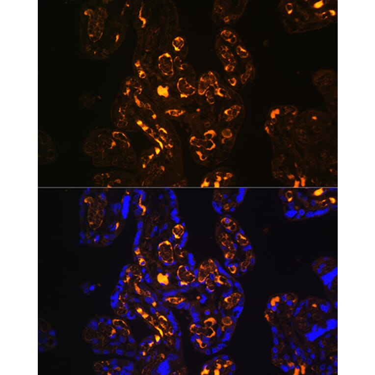 Immunofluorescence - Anti-ApoER2 Antibody (A12976) - Antibodies.com