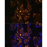 Immunofluorescence - Anti-ApoER2 Antibody (A12976) - Antibodies.com