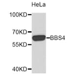 Western Blot - Anti-BBS4 Antibody (A10523) - Antibodies.com