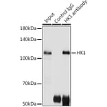 Western Blot - Anti-Hexokinase 1 Antibody (A12985) - Antibodies.com