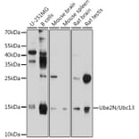 Western Blot - Anti-Ube2N/Ubc13 Antibody (A12987) - Antibodies.com