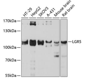 Western Blot - Anti-LGR5 Antibody (A10545) - Antibodies.com