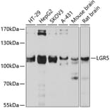 Western Blot - Anti-LGR5 Antibody (A10545) - Antibodies.com