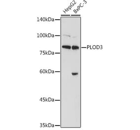 Western Blot - Anti-PLOD3 Antibody (A12989) - Antibodies.com