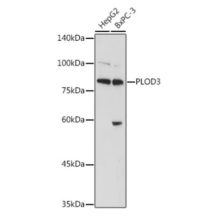 Western Blot - Anti-PLOD3 Antibody (A12989) - Antibodies.com