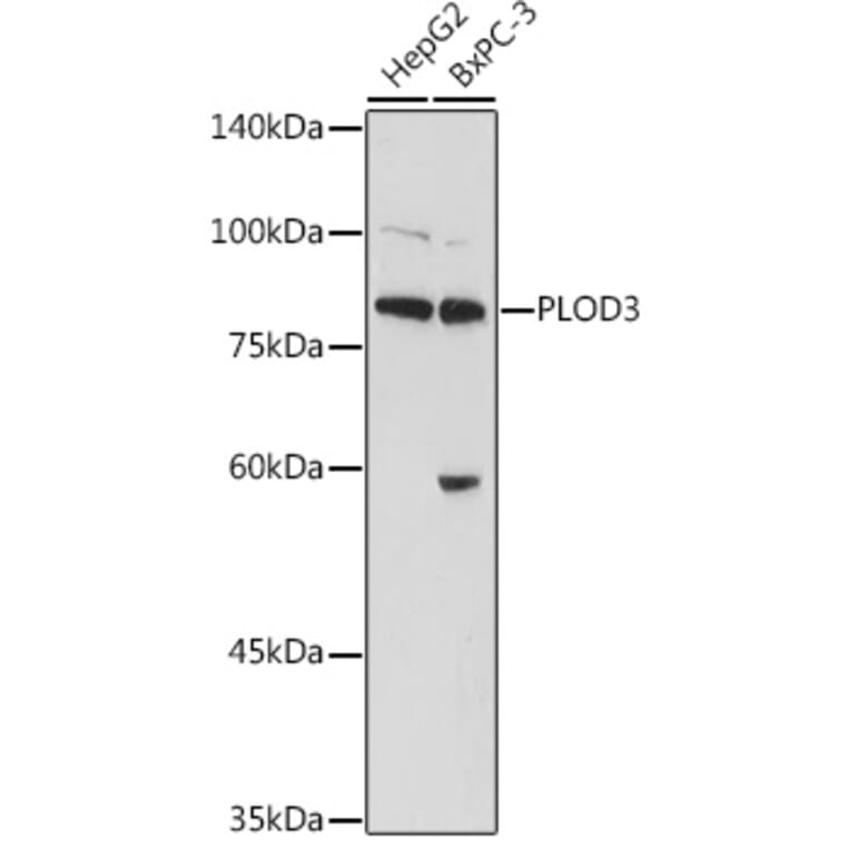 Western Blot - Anti-PLOD3 Antibody (A12989) - Antibodies.com