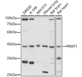Western Blot - Anti-PRMT1 Antibody (A12991) - Antibodies.com