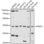 Western Blot - Anti-PRMT1 Antibody (A12991) - Antibodies.com