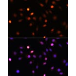 Immunofluorescence - Anti-PRMT1 Antibody (A12991) - Antibodies.com
