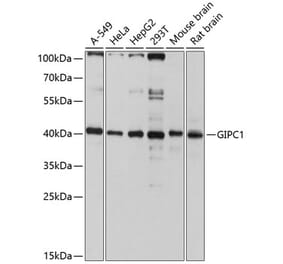 Western Blot - Anti-GIPC1 Antibody (A12992) - Antibodies.com