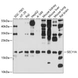 Western Blot - Anti-SEC11A Antibody (A12994) - Antibodies.com