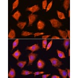 Immunofluorescence - Anti-SEC11A Antibody (A12994) - Antibodies.com
