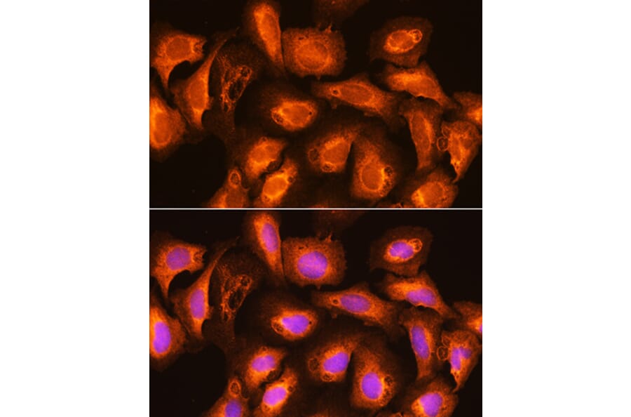 Immunofluorescence - Anti-SEC11A Antibody (A12994) - Antibodies.com