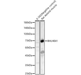 Western Blot - Anti-SHARP1 Antibody (A12995) - Antibodies.com