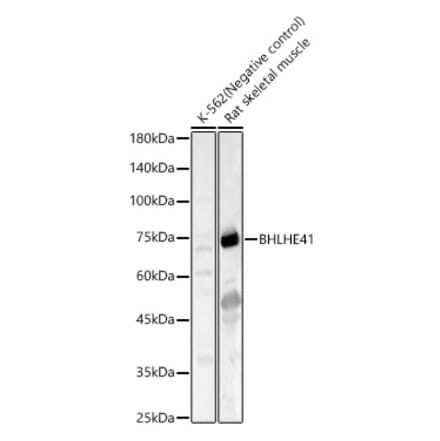 Western Blot - Anti-SHARP1 Antibody (A12995) - Antibodies.com