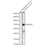Western Blot - Anti-SHARP1 Antibody (A12995) - Antibodies.com