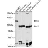 Western Blot - Anti-R Cadherin Antibody (A12997) - Antibodies.com