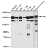 Western Blot - Anti-MCM2 Antibody (A12998) - Antibodies.com