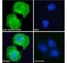 Immunofluorescence - Anti-GPR9 Antibody (A121162)