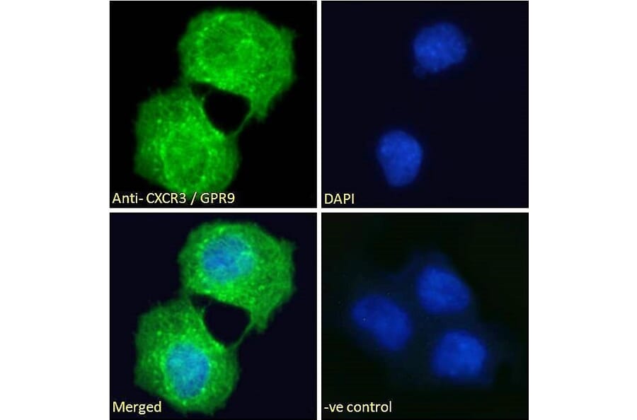Immunofluorescence - Anti-GPR9 Antibody (A121162)