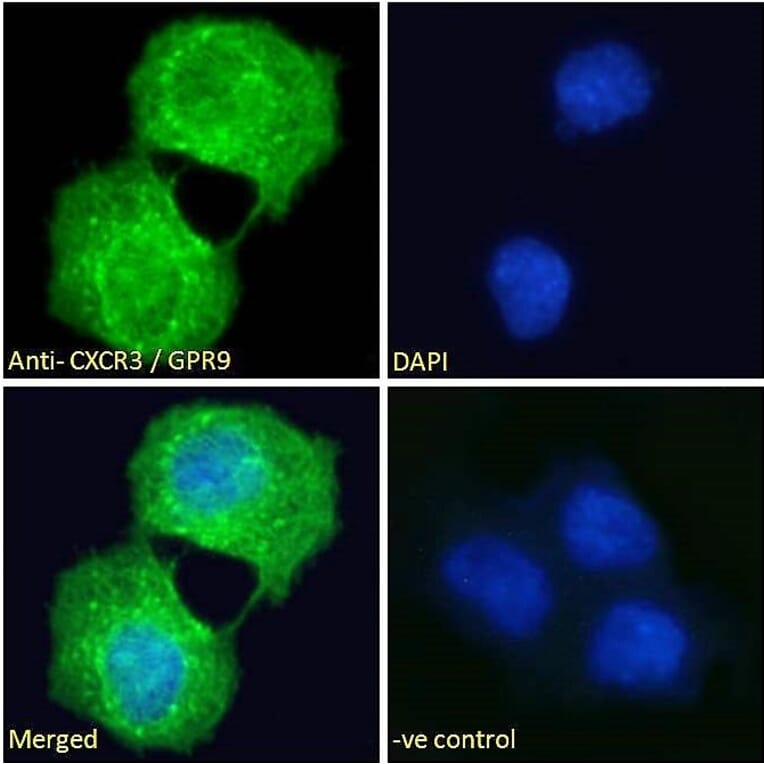 Immunofluorescence - Anti-GPR9 Antibody (A121162)