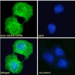 Immunofluorescence - Anti-GPR9 Antibody (A121162)
