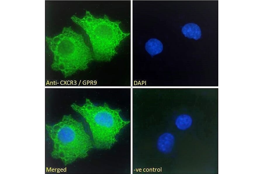 Immunofluorescence - Anti-GPR9 Antibody (A121162)