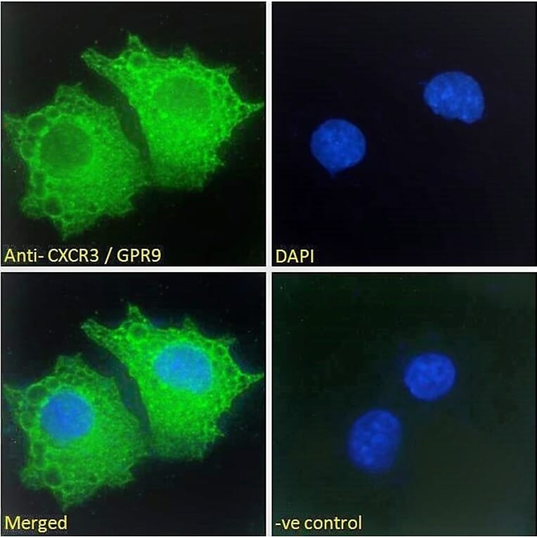 Immunofluorescence - Anti-GPR9 Antibody (A121162)