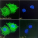 Immunofluorescence - Anti-GPR9 Antibody (A121162)