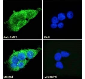 Immunofluorescence - Anti-BMP2 Antibody (A121170)