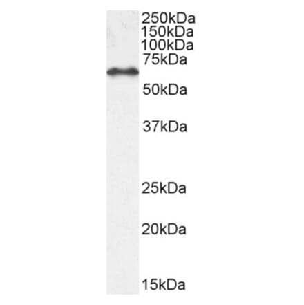 Western Blot - Anti-EHD1 Antibody (A121141) - Antibodies.com