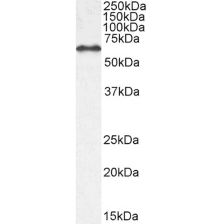 Western Blot - Anti-EHD1 Antibody (A121141) - Antibodies.com