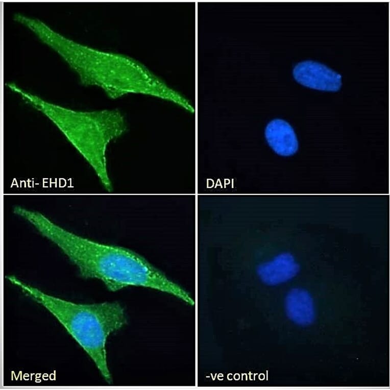 Immunofluorescence - Anti-EHD1 Antibody (A121141) - Antibodies.com