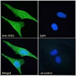 Immunofluorescence - Anti-EHD1 Antibody (A121141) - Antibodies.com