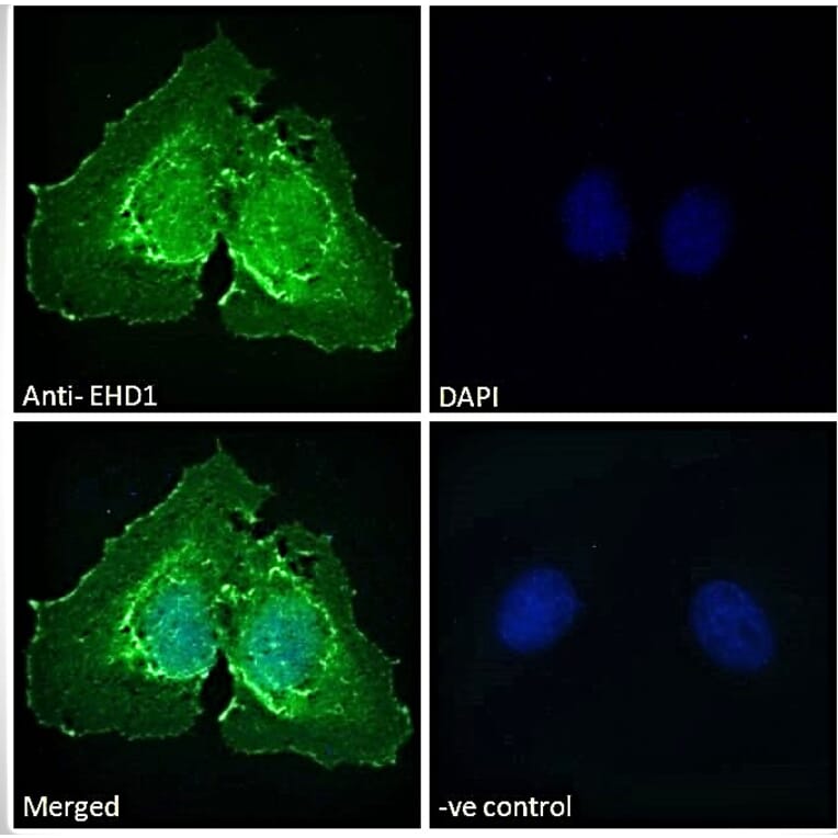 Immunofluorescence - Anti-EHD1 Antibody (A121141) - Antibodies.com